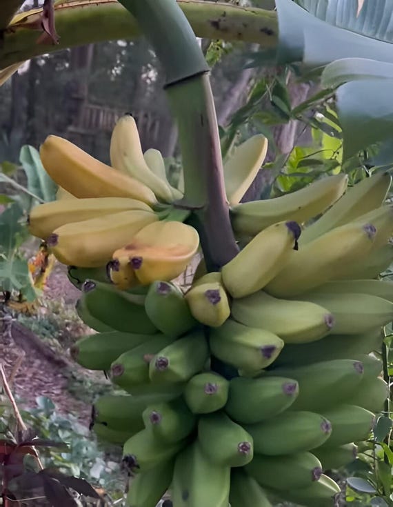 Mona Lisa Banana Musa Acuminata Tree 7 - 8 Inches Live Starter