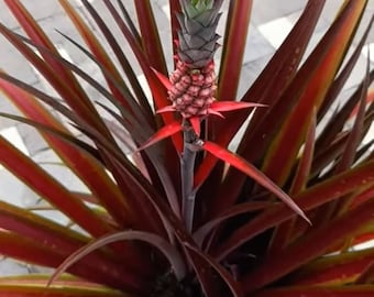 Ananas Lucidus 4 to 6 inch Brazilian Sunset Pineapple Live Starter Plant