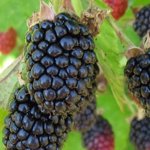 Triple Crown Blackberry 4 to 6 Inch Live Starter Plant Thornless &quot;Rubus Fructosus&quot; Blackberry Live Plant