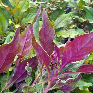 May include: Close-up of a plant with vibrant purple and green leaves. The leaves are long and narrow, with a pointed tip. The plant is growing in a pot.