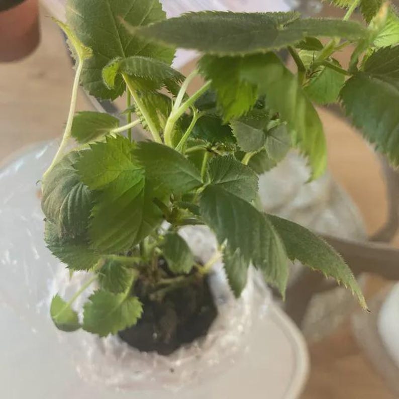 Puede incluir: Una peque&ntilde;a planta verde con hojas dentadas y texturizadas que crece desde una base de tierra oscura. El cepell&oacute;n est&aacute; envuelto en pl&aacute;stico transparente, mostrando m&uacute;ltiples tallos con follaje vibrante y venas de color verde claro.