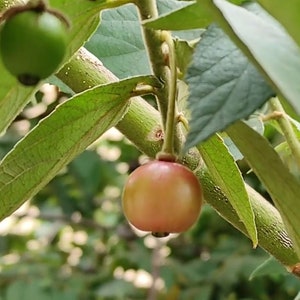 Yellow Jamaican Strawberry/Cherry Tree &quot;Muntingia Calabura&quot; 6 to 8 inch Live Starter Plant
