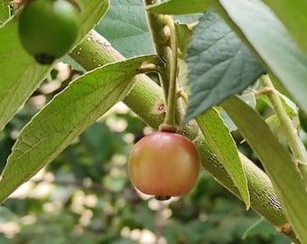 Yellow Jamaican Strawberry/Cherry Tree "Muntingia Calabura" 6 to 8 inch Live Starter Plant