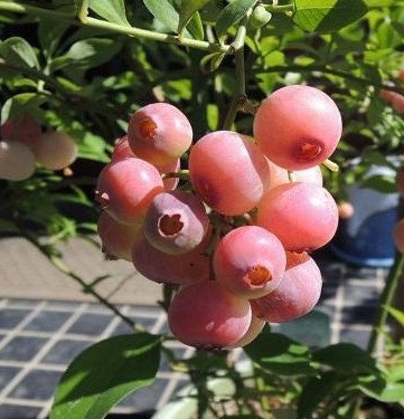 Florida Rose Blueberry 4 to 6 Inch Live Starter Plant Etsy