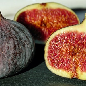 Chicago Hardy Fig Tree 6 to 8 Inch Ficus Carica Live Starter Fig Plant Sweet As Sugar Baby Fruit Tree