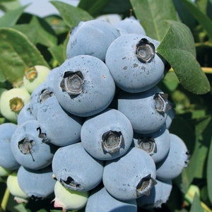 Jewel Blueberry 4 to 6 inch Live Starter Plant Cutting Grown Blueberry Plant &quot;Jewel&quot; Vaccinium Corymbosum Southern Highbush Live Plant