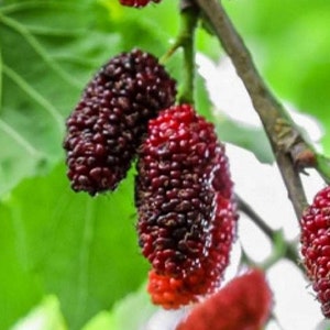 6 to 8 inch Red Mulberry &quot;Morus rubra&quot; Live Starter Plant