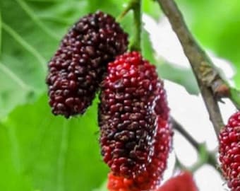 6 to 8 inch Red Mulberry "Morus rubra" Live Starter Plant