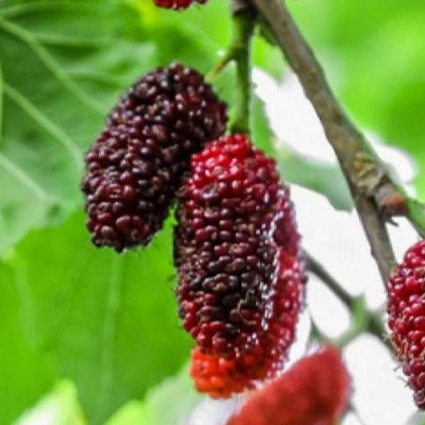 6 to 8 inch Red Mulberry "Morus rubra" Live Starter Plant
