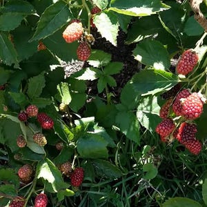 Apache Thornless Blackberry 6 inch Established Starter Live Berry Plant Giant Sweet Fruit Upright No-Trellis Bush image 3