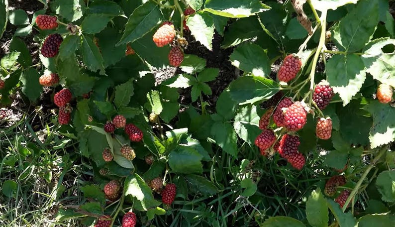 Apache Thornless Blackberry 6 inch Established Starter Live Berry Plant Giant Sweet Fruit Upright No-Trellis Bush image 3