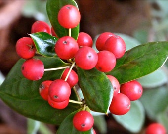 May include: Close-up of a holly bush with bright red berries and glossy green leaves.