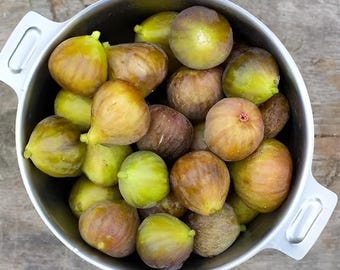 Fignomenal Fig Tree 6 to 8 inch Dwarf Fig Tree "Ficus Carica" Live Starter Fig Plant (No shipping to TX)