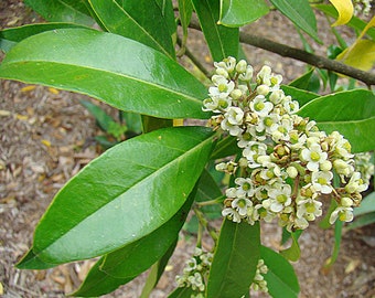 2 plants Yerba Mate 4 to 6 inch Live Plants Yerba Mate Herb Yerba Mate Tea