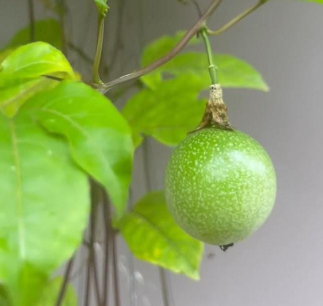 Passion Fruit Sweet Sunrise 4 to 6 Inch Live Starter Plant Sweet
