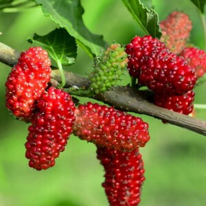 6 to 8 Inch Red Mulberry 
