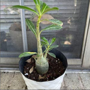 Desert Rose &#39;Adenium Obesum&#39; 4 to 8 inch Live Starter Plant