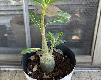 Desert Rose 'Adenium Obesum' 4 to 8 inch Live Starter Plant