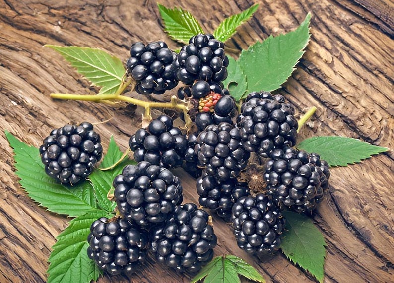 4 to 6 inch Navaho Thornless Blackberry Live Starter Plant image 1