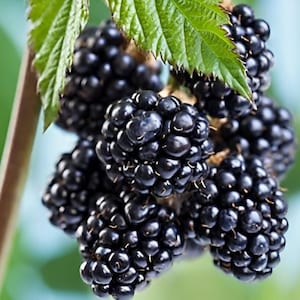 Sweetie Pie Blackberry  4 to 6 Inch Live Starter Plant Thornless Blackberry