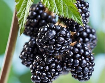 Sweetie Pie Blackberry  4 to 6 Inch Live Starter Plant Thornless Blackberry