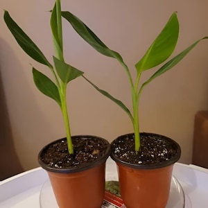 Dwarf Cavendish Banana Musa 7 to 10 Inch Live Starter Sweet Banana Baby Tree