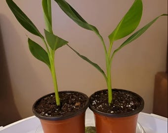 Dwarf Cavendish Banana Musa 7 to 10 Inch Live Starter Sweet Banana Baby Tree