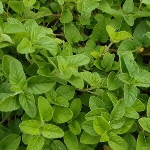 May include: Close-up of fresh oregano plants with vibrant green leaves. The image showcases the plant's texture and detail, highlighting its use in culinary applications. The leaves are a bright green color.