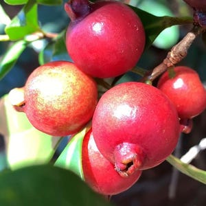 May include: Close-up of a cluster of small, round, red fruits with a glossy sheen, attached to a branch with green leaves. Some fruits have a yellowish-orange hue. The fruits are in various stages of ripeness, with some showing a deeper red color.