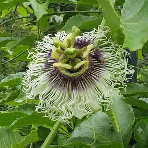 May include: A passion flower bloom featuring a complex structure with white, wavy filaments radiating outward from a deep purple and white center, topped with light green reproductive parts, surrounded by vibrant green serrated leaves.