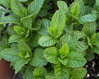 Puede incluir: Una planta de menta de color verde vibrante con numerosas hojas dentadas y puntiagudas con venas visibles. El follaje es denso y exuberante, mostrando varios tonos de verde claro y oscuro, creciendo desde tierra oscura en la base.