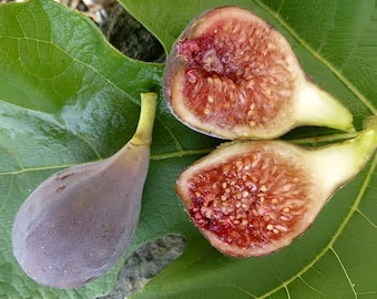 Celeste Fig, Also Known as Sugar Fig. Rooted Plant Shipped in 3