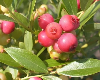 Pink Lemonade Blueberry 4 to 6 inch Live Starter Blueberry Plant "Vaccinium" Live Plant