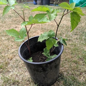 May include: A potted plant with green leaves and red stems in a black plastic pot. The plant is sitting on a patch of brown grass.