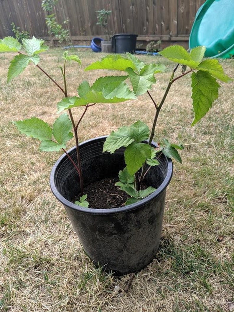 May include: A potted plant with green leaves and red stems in a black plastic pot. The plant is sitting on a patch of brown grass.