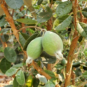 Pineapple Guava Feijoa Sellowiana  4 - 6 inch South American Tree Live Starter Plant