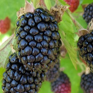 Triple Crown Blackberry 4 to 6 Inch Live Starter Plant Thornless "Rubus Fructosus" Blackberry Plant