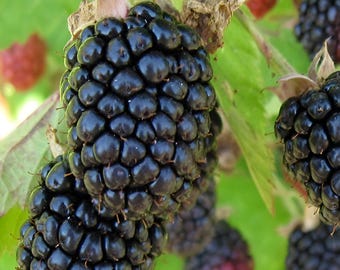 Triple Crown Blackberry 4 to 6 Inch Live Starter Plant Thornless "Rubus Fructosus" Blackberry Plant