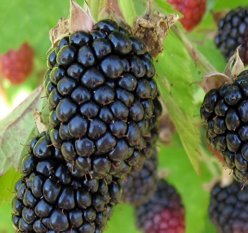 Triple Crown Blackberry 4 to 6 Inch Live Starter Plant Thornless "Rubus Fructosus" Blackberry Plant image 1