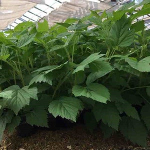 May include: A close-up of a group of green leafy plants growing in a greenhouse setting. The plants are densely packed together, with their leaves overlapping and creating a lush, green canopy.