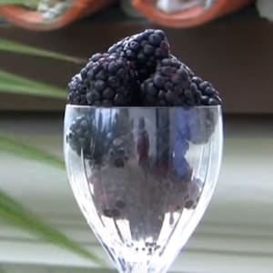Arapaho Blackberry 4 to 6 Inch Live Plant Thornless Blackberry