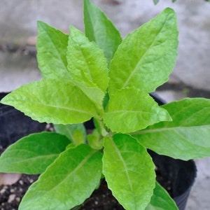 2pc Longevity Green Spinach 5 to 7 inch Live Starter Baby Spinach Plant for Sallad