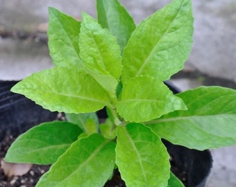 2pc Longevity Green Spinach 5 to 7 inch Live Starter Baby Spinach Plant for Sallad