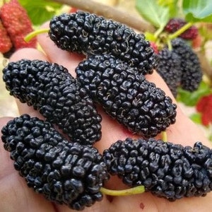Dwarf Everbearing Mulberry 6 to 12 inches Live Starter Plant Dwarf Mulberry &quot;Morus Nigra&quot; Live Plant