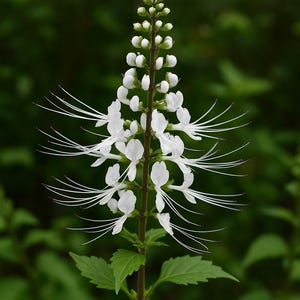 May include: Close-up of a white flower with long, thin stamens, resembling cat whiskers, against a blurred green background. The flower is in full bloom, with multiple layers of delicate petals. The plant has green leaves and a brown stem.