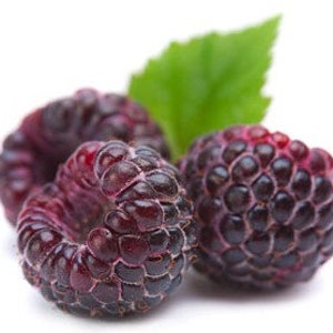 Glen Coe Raspberry 4 to 6 Inch Glencoe &quot;Rubus&quot; Live Starter Sweet Gourmet Fruit Baby Bush