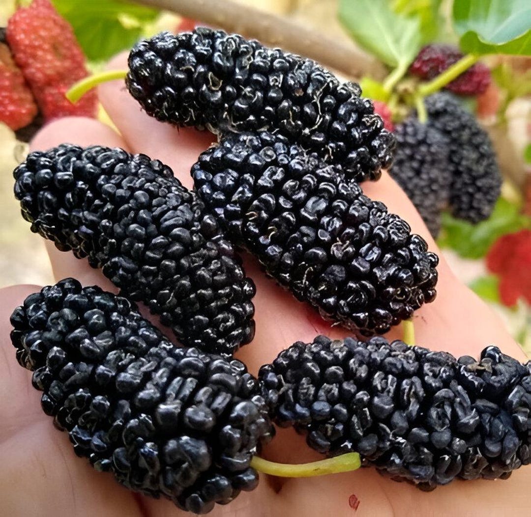 Little Berry マルベリー モリ (Mulberry Mori) il_1080xN.7519345547_2thl.jpg