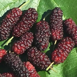 Illinois Everbearing Mulberry Morus rubra tree 5 to 8 inch tall Live Starter Sweet Fruit Baby Plant image 1