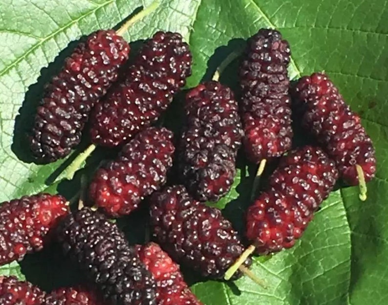 Illinois Everbearing Mulberry Morus rubra tree 5 to 8 inch tall Live Starter Sweet Fruit Baby Plant image 1