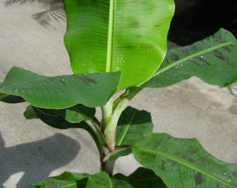 斑入りバナナ色々🌱 | 御宅のBANANA TREE は何バナナ？
